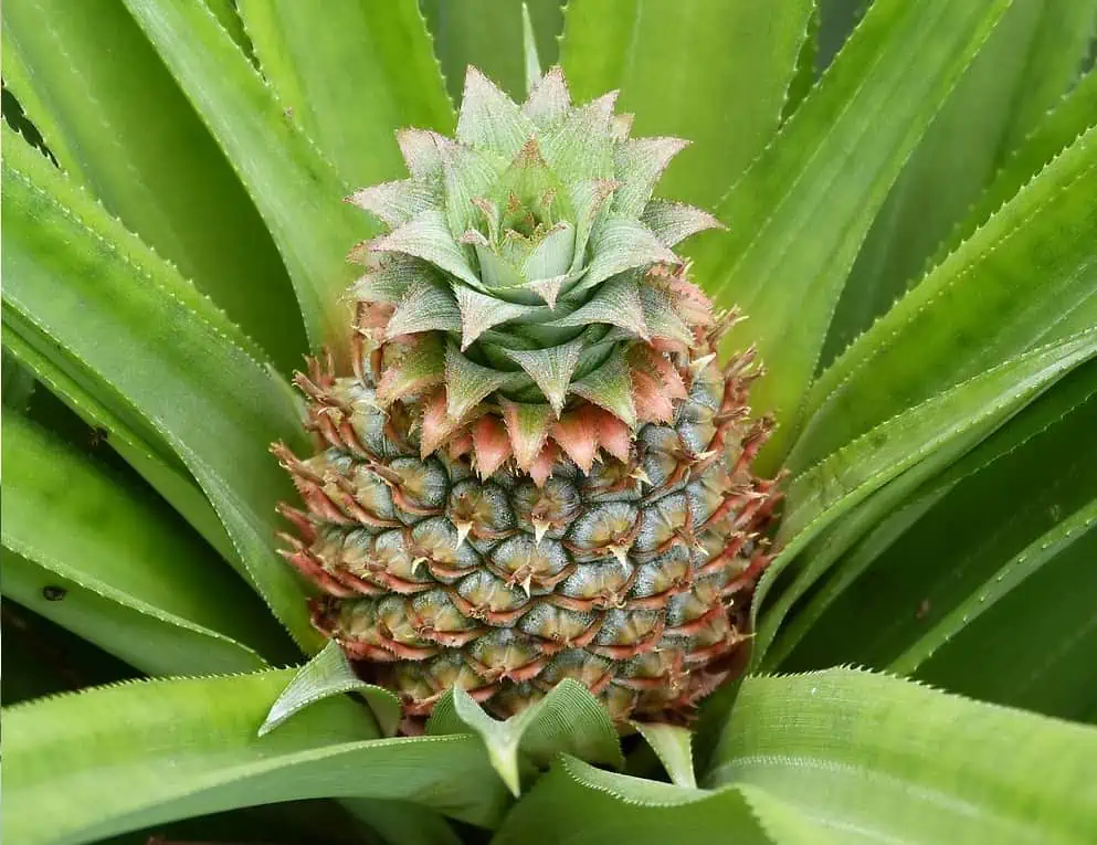 arbre ananas