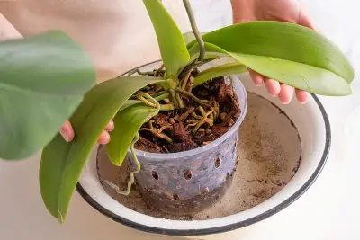 Le bassinage, la meilleure technique pour arroser les orchidées