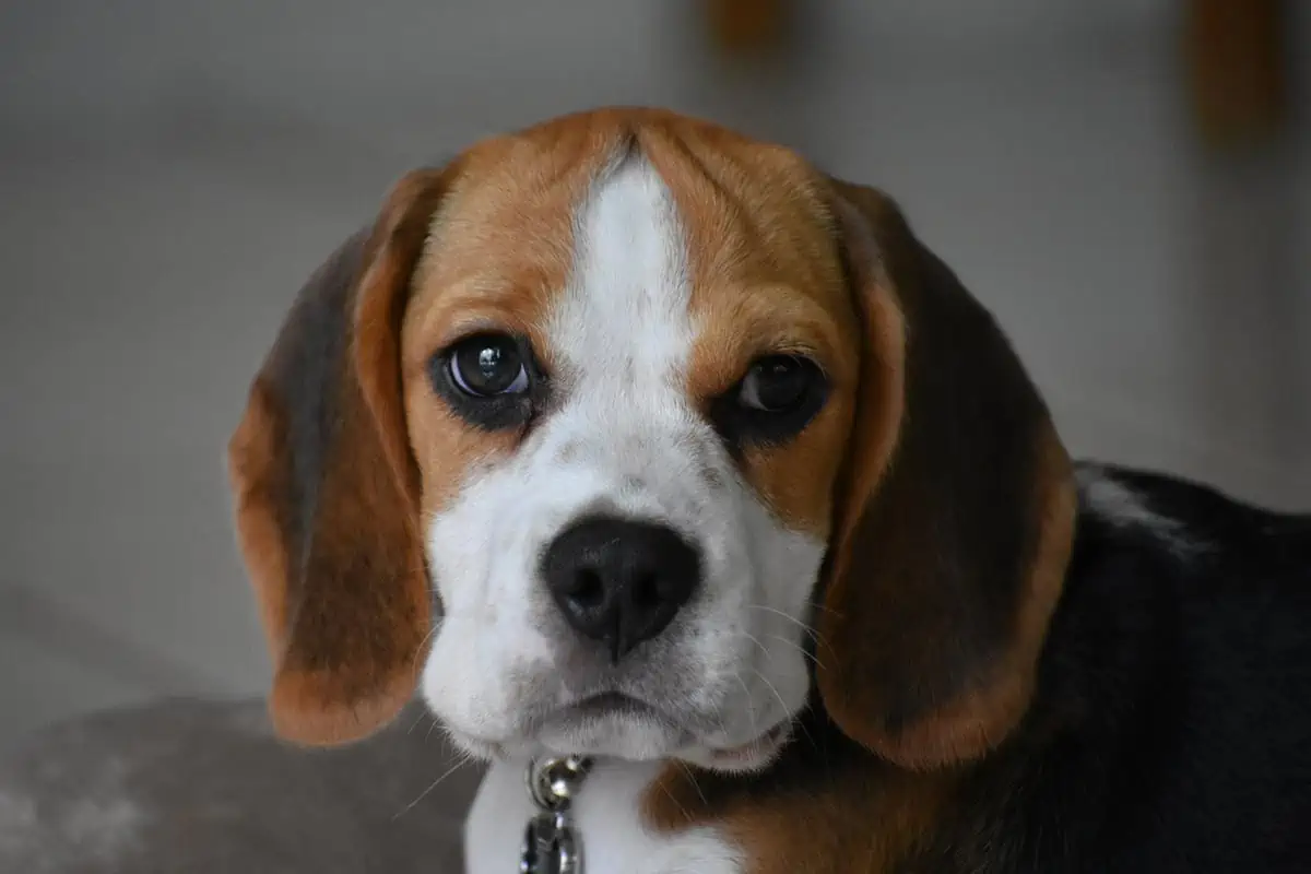 Beagle chiot