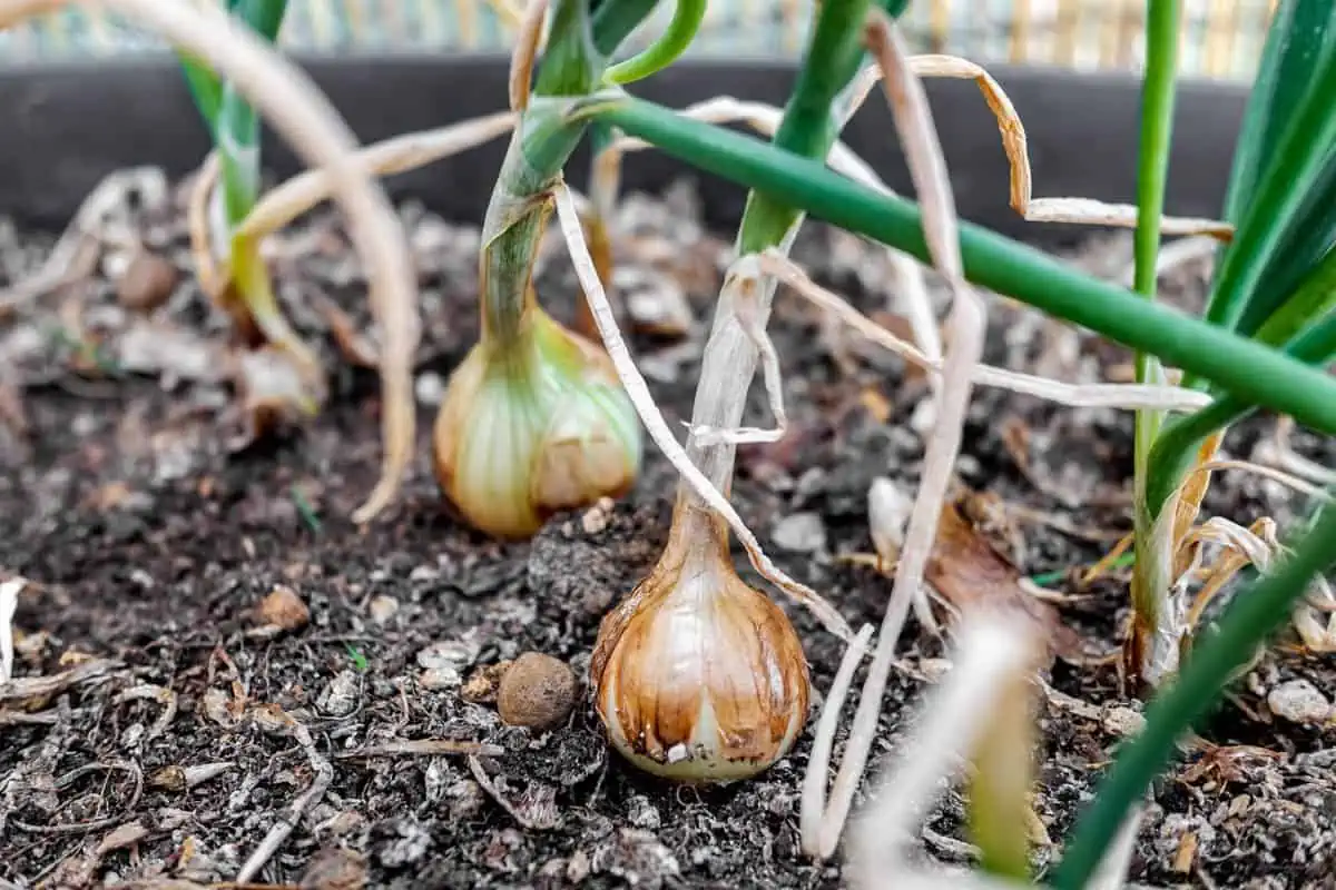 Bulbes d'oignon au potager.