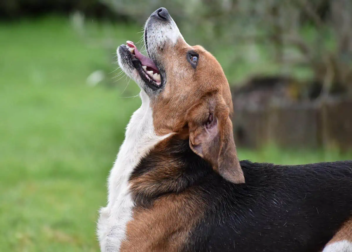 Caractère Beagle