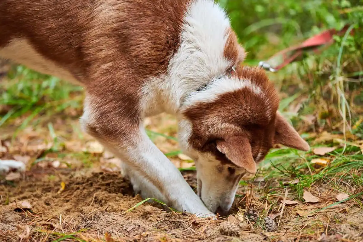 Chien creuse un trou