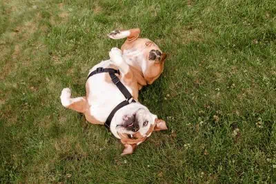 Chien se roule dans le jardin