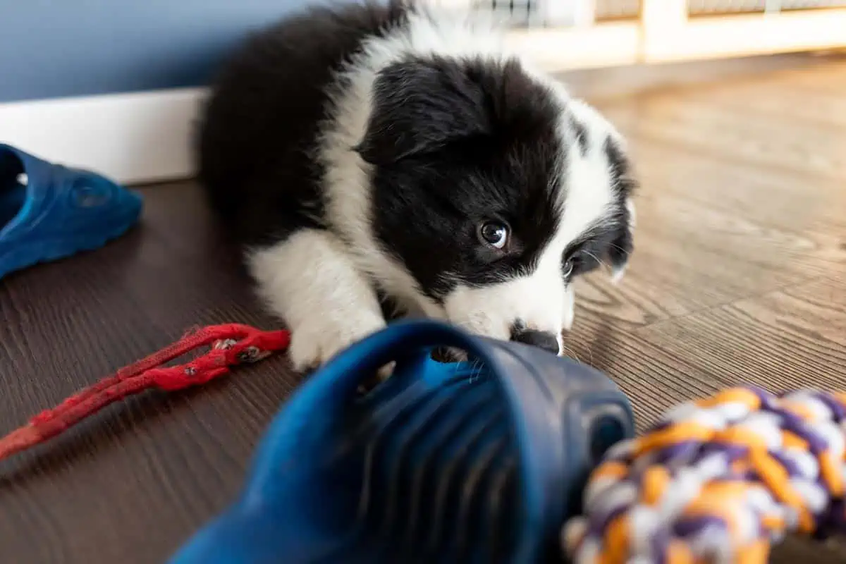 chiot mordille des chaussures