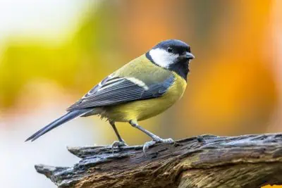 Couleur préférée des oiseaux