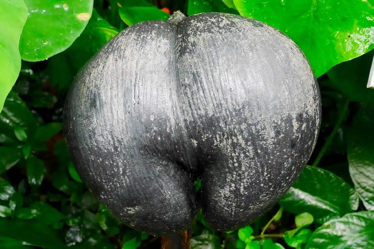 La coco-fesses des Seychelles.