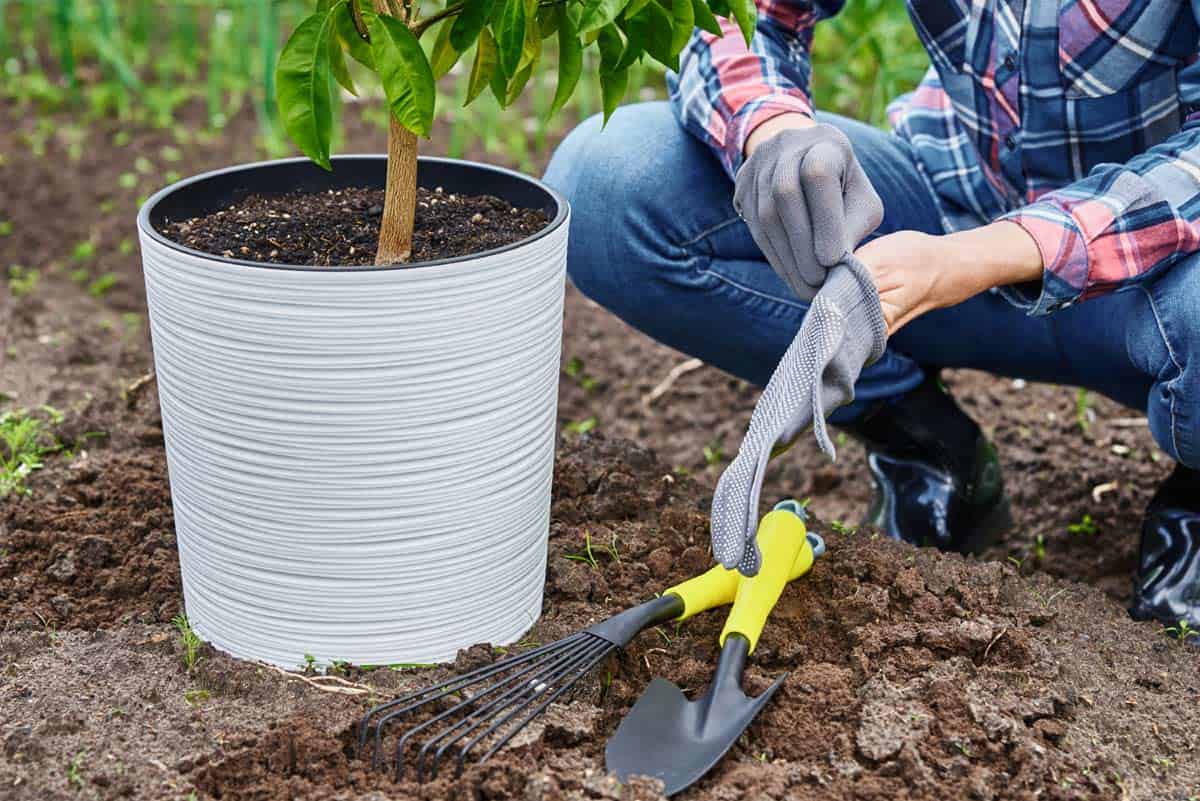 Plantation d'un mandarinier en pot.