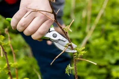 Comment entretenir son jardin en hiver