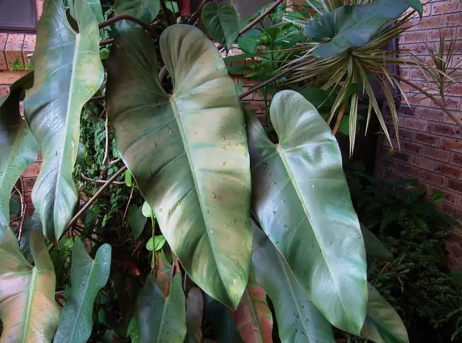 Philodendron erubescens