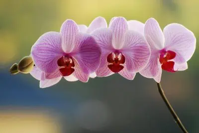 Comment faire refleurir une orchidée ?