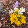 Les 10 plus belles fleurs d'hiver à avoir dans son jardin