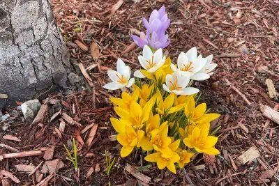 Les 10 plus belles fleurs d'hiver à avoir dans son jardin