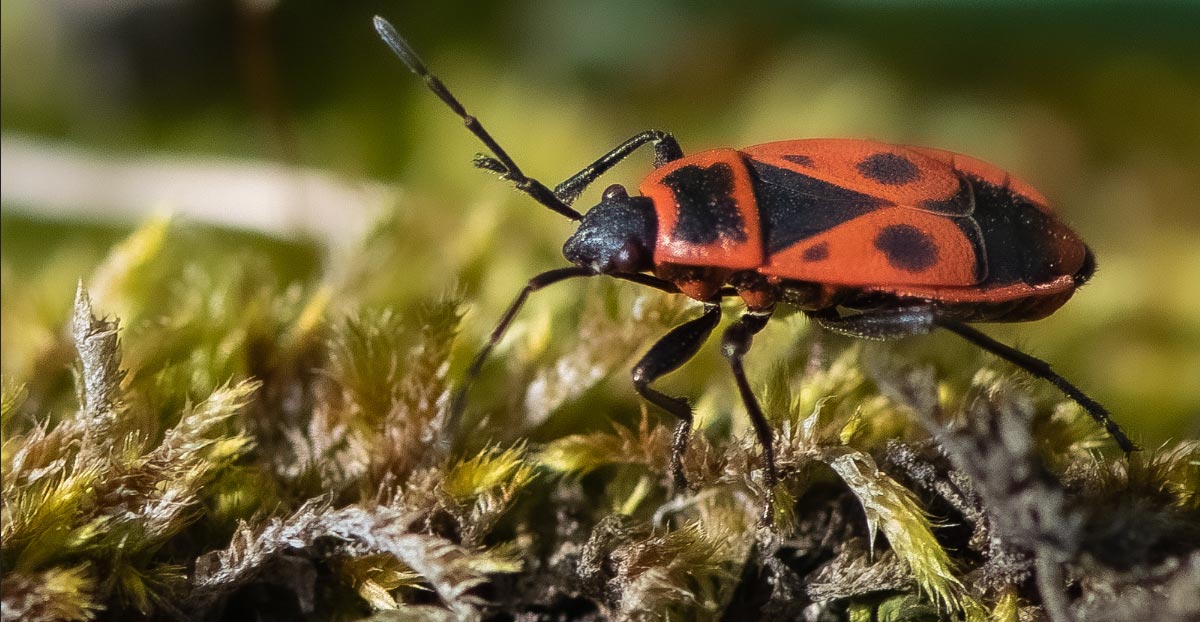 Insecte parfaitement inoffensif et il n’a rien d’un nuisible