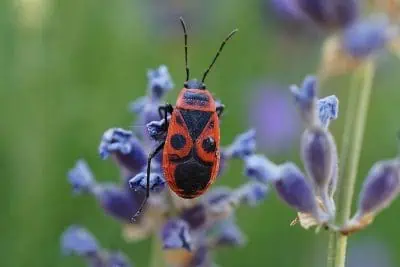 Les gendarmes au jardin