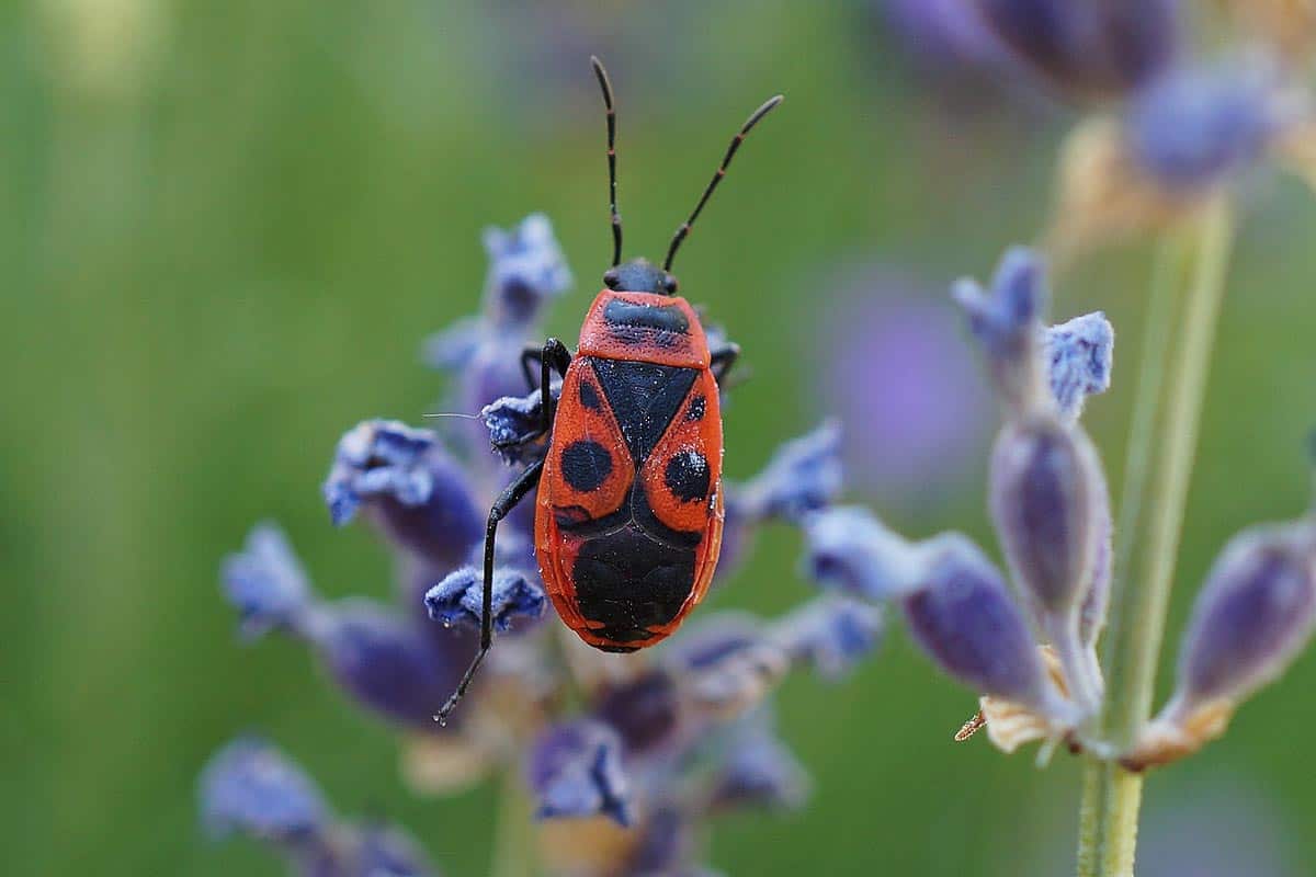 Les gendarmes au jardin