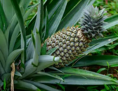 Tout savoir sur l'arbre ananas