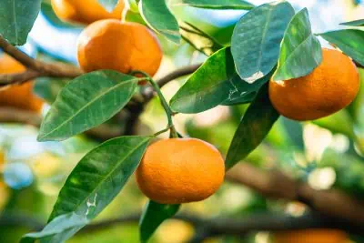Comment planter et cultiver un mandarinier en pot pour des fruits délicieux?