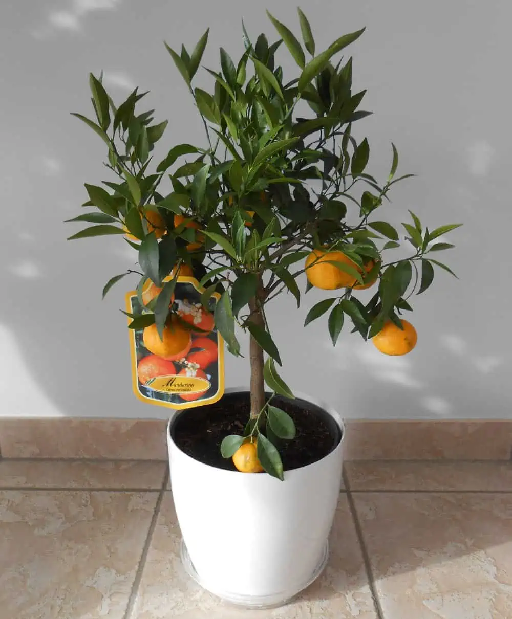 Mandarinier en pot