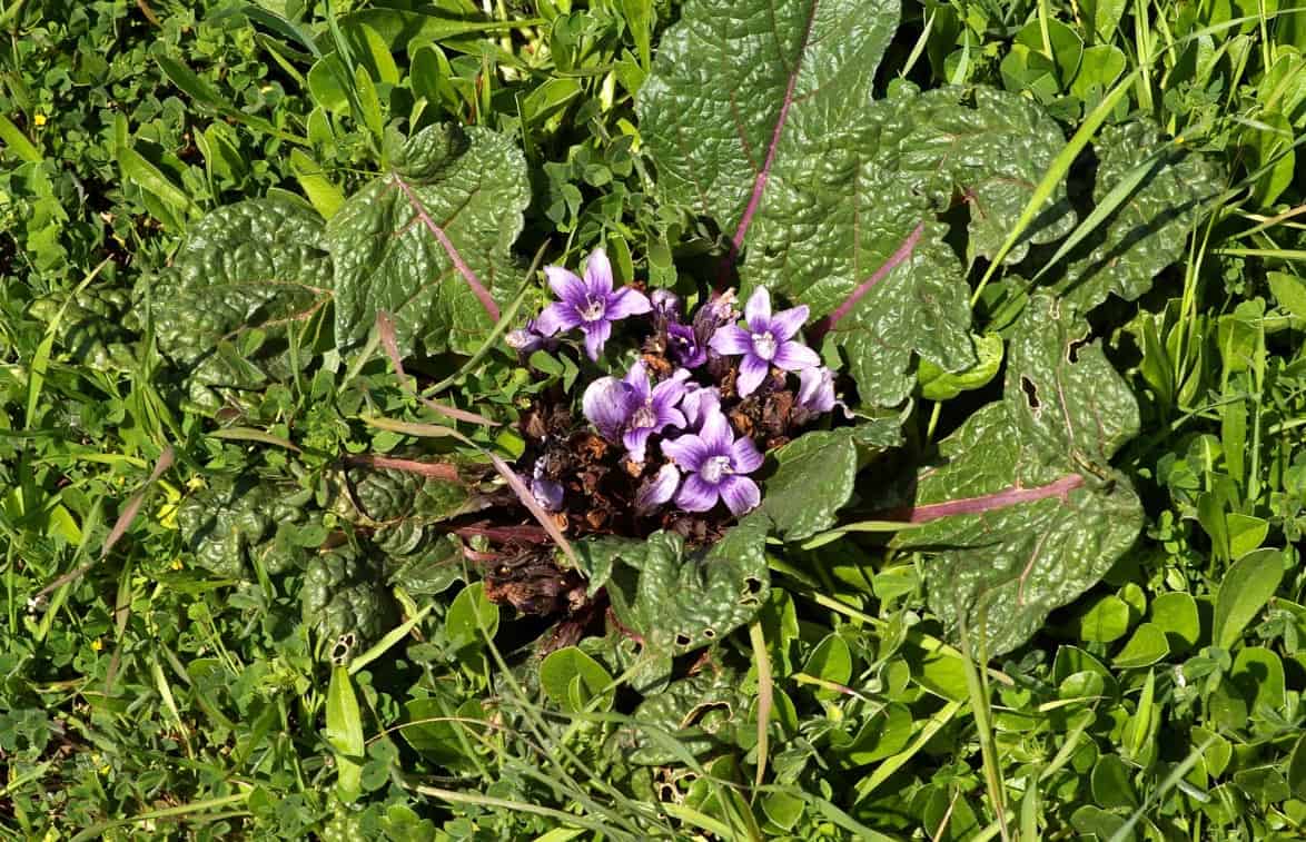 Mandragora officinarum