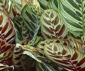 Le maranta