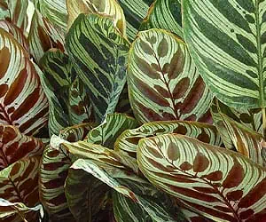 Le maranta