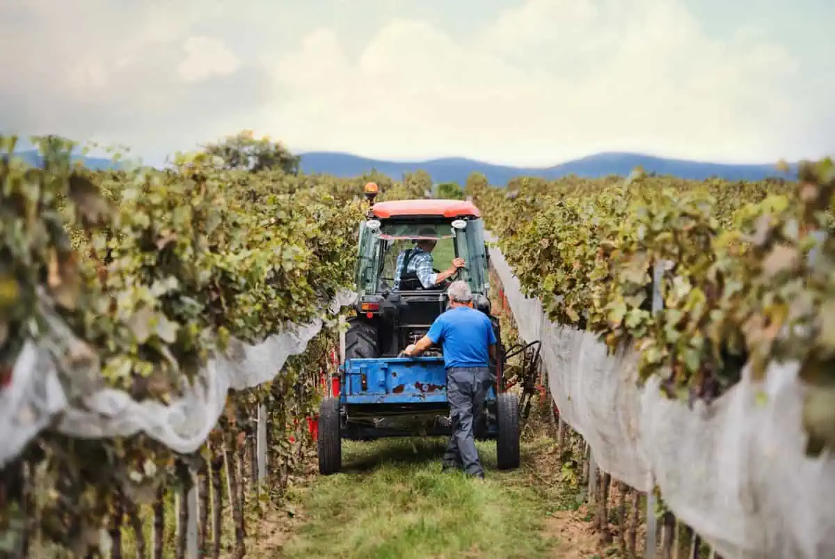 Tracteur dans le champs