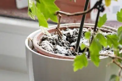 Moisissures plantes