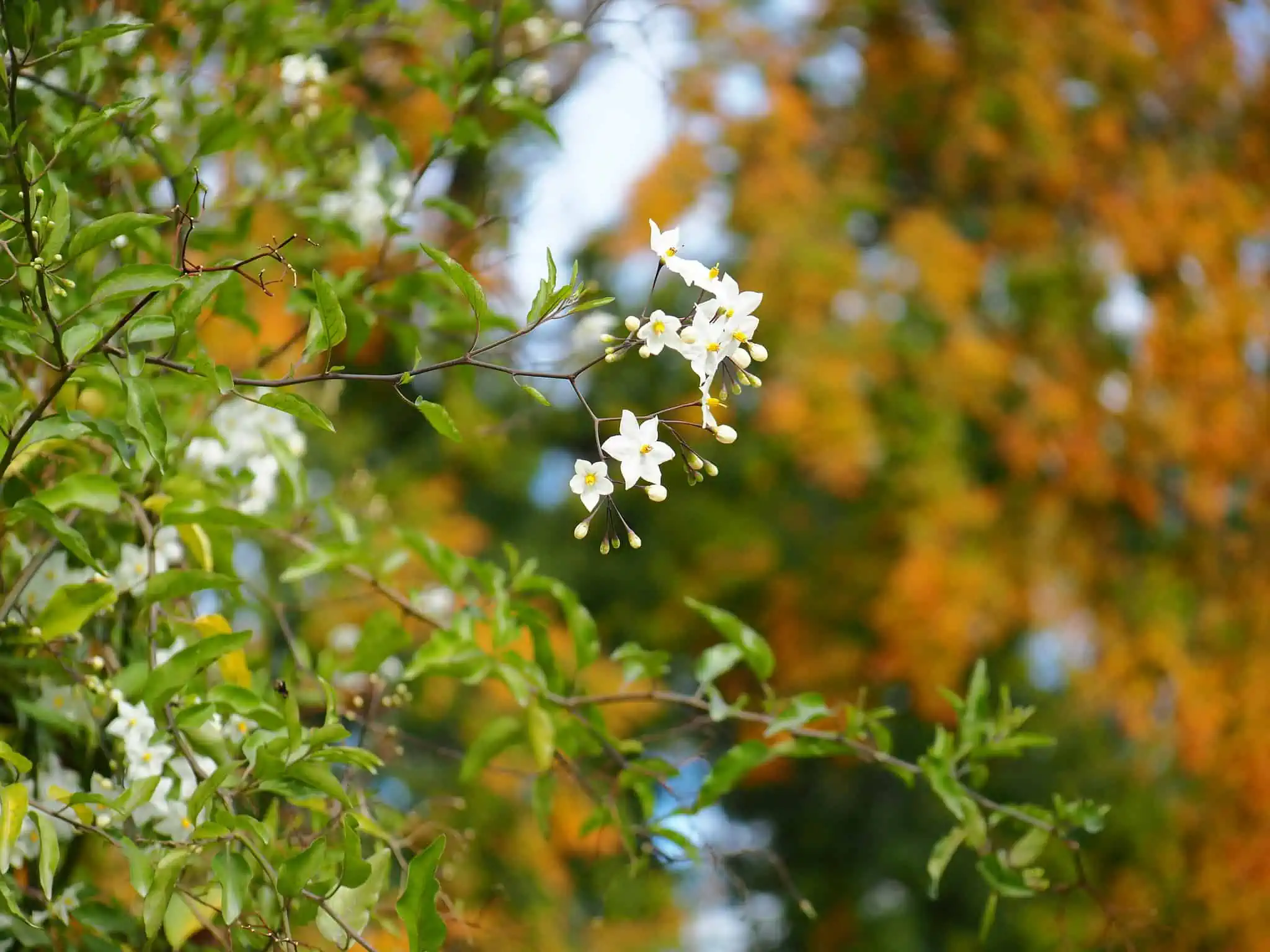 Morelle faux jasmin