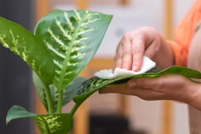 Nettoyage des feuilles des plantes d'intérieur