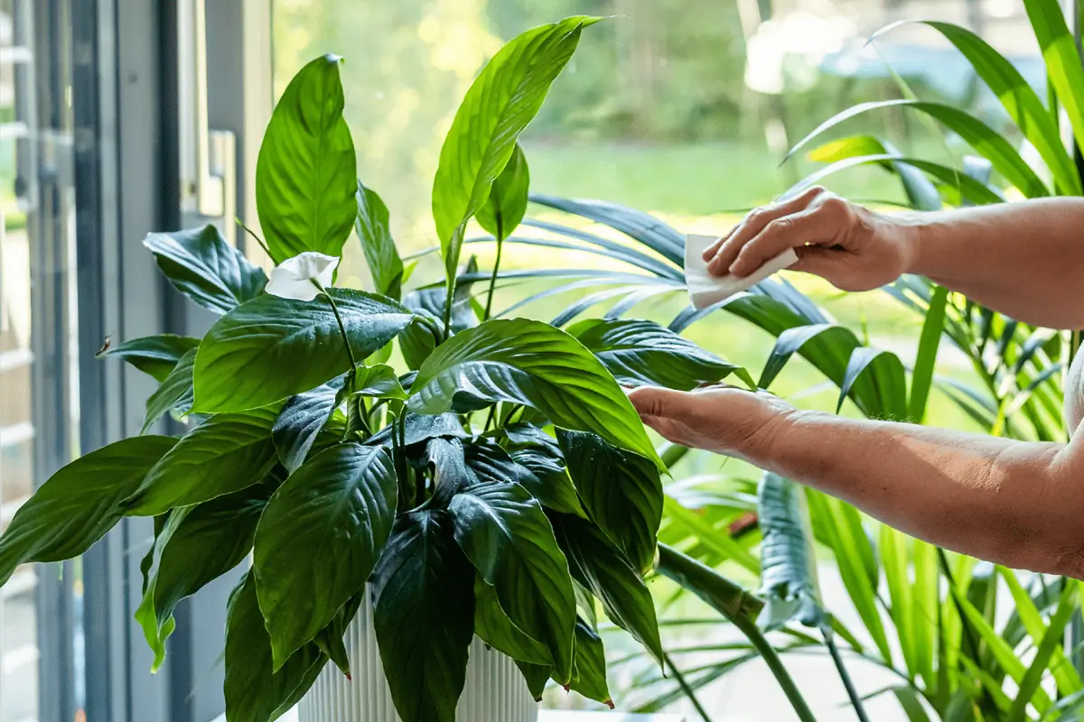 Comment nettoyer les feuilles de ses plantes vertes ?