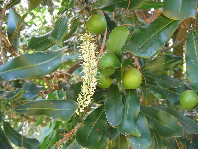 Noix de macadam