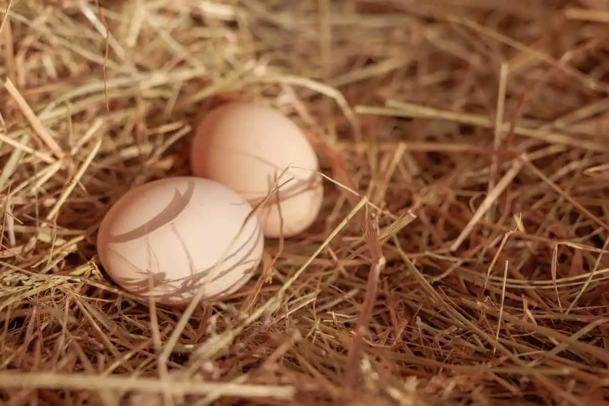 oeufs frais de poules