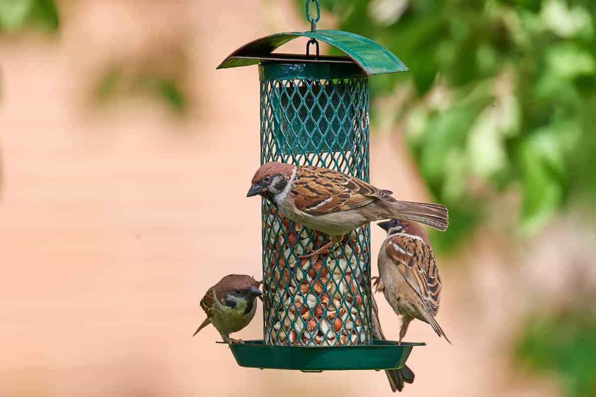 Oiseaux jardin