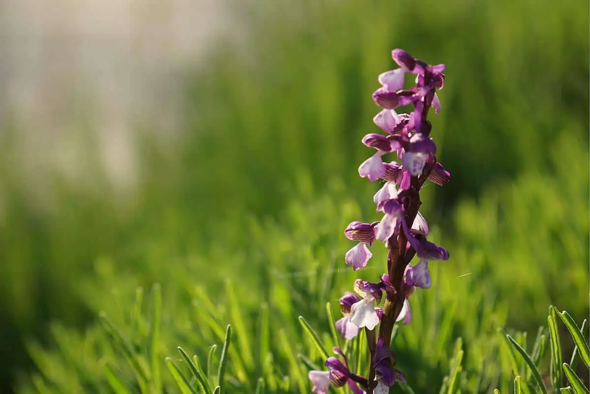 Orchidée sauvage. Crédit photo Marthe Lelievre