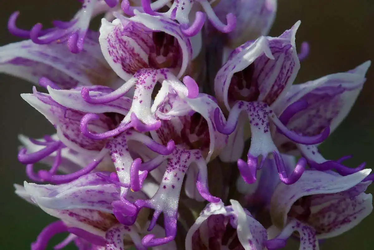 Orchidée Simia