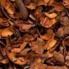 Le paillis de coques de fèves de cacao