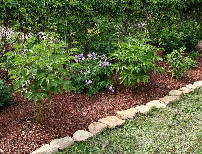 Paillage de cosses de cacao.