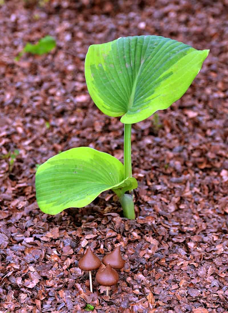 Paillis de coques de fèves de cacao. 