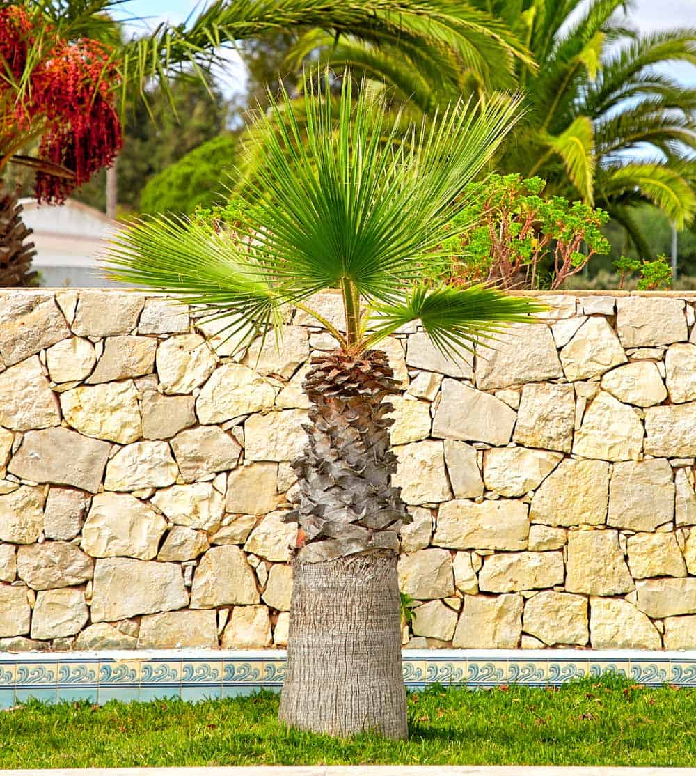 Palmier dans le jardin portugais.