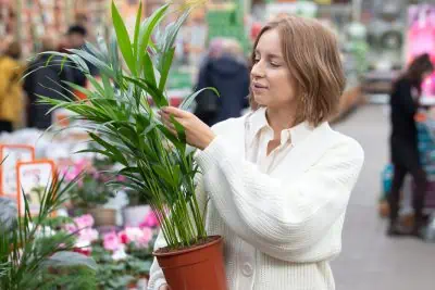 Quand et comment planter un palmier en pleine terre ?