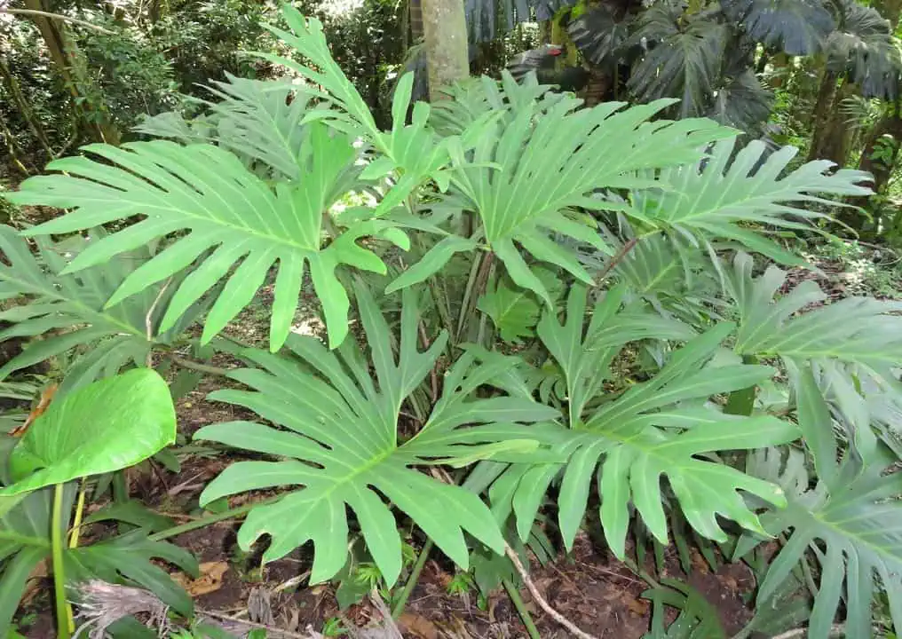 Philodendron dans son environnement naturel