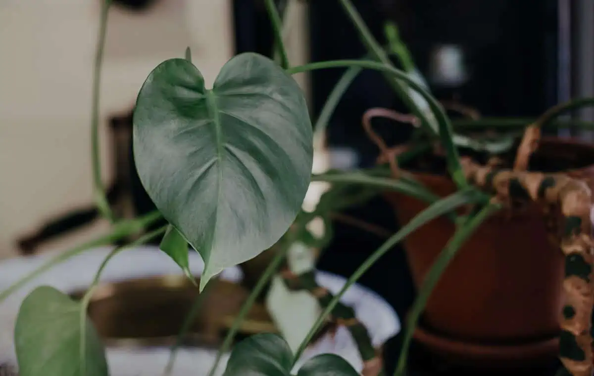 Philodendron scandens