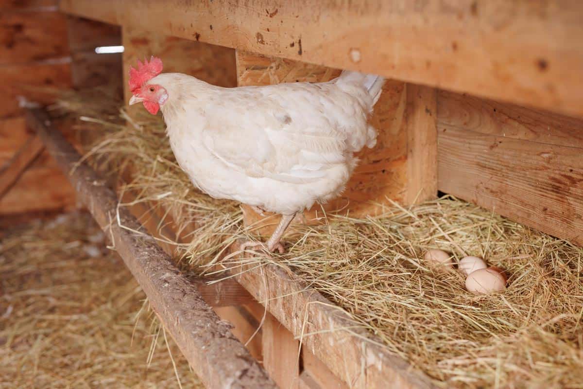 Les oeufs dans le poulailler
