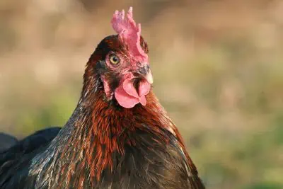 La Poule Marans est-elle réellement une « poule aux œufs d’or »