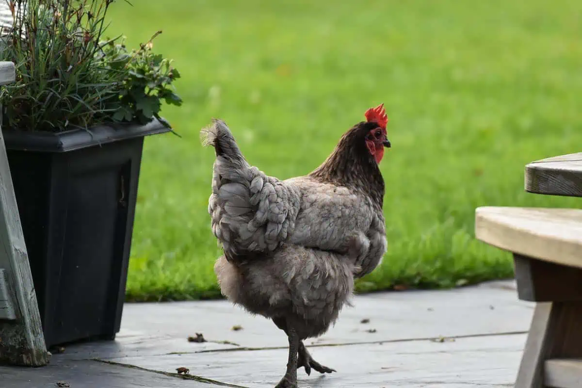 Poule marans