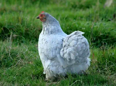 La poule soie