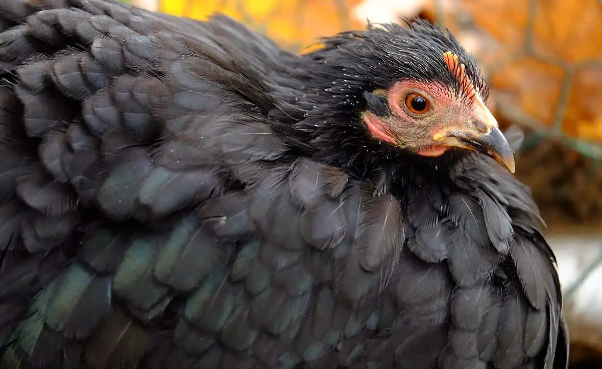 Poule pékin noire