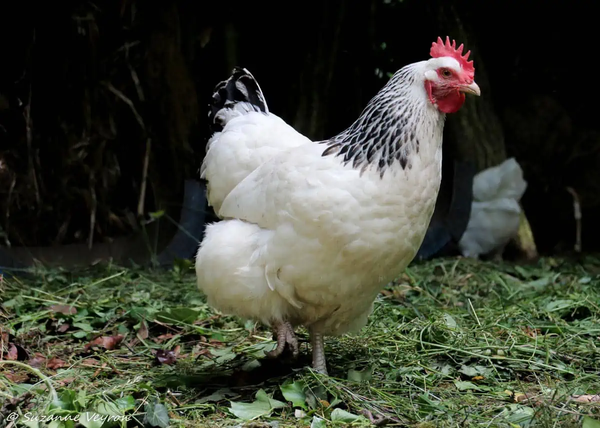 Description de la poule pékin