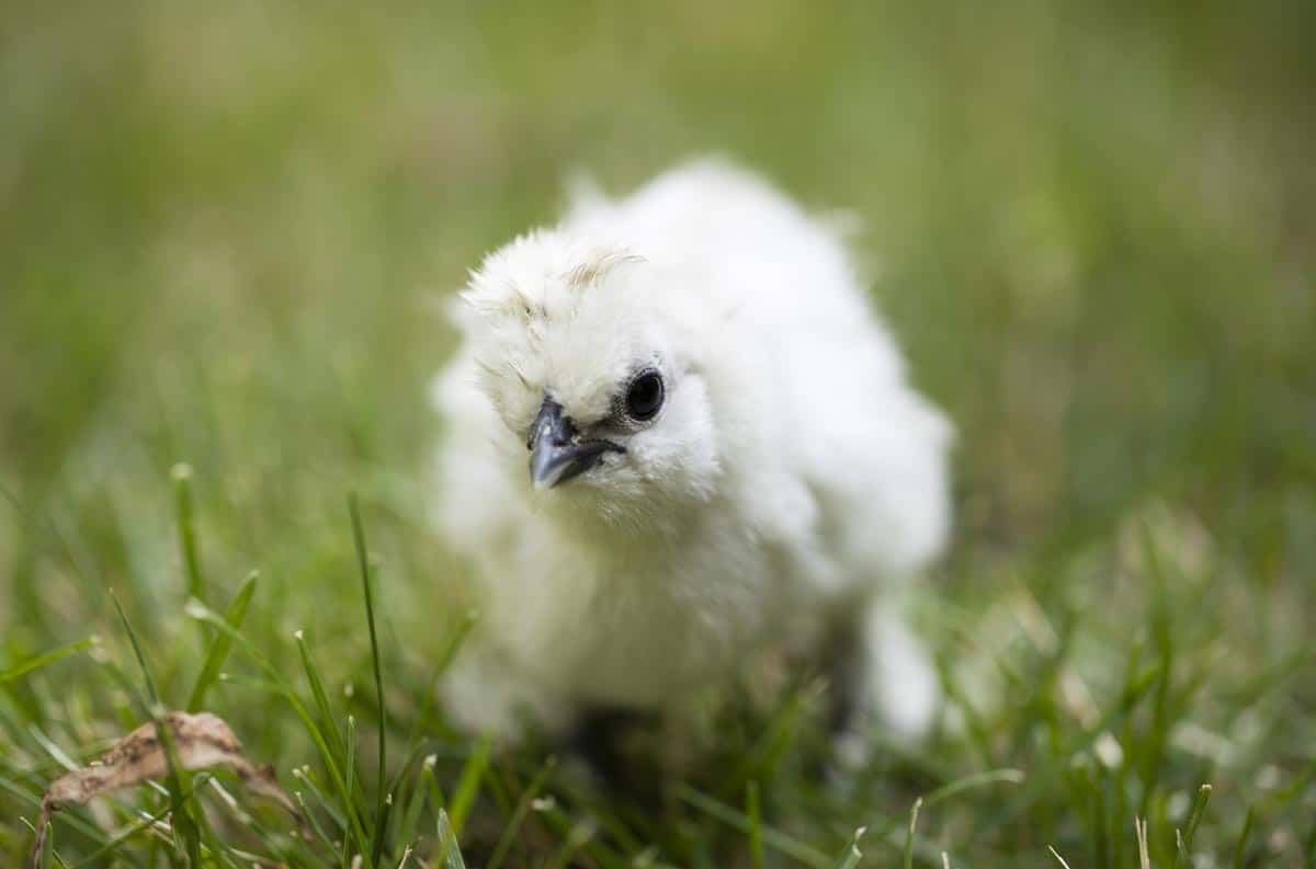 Poule soie poussin