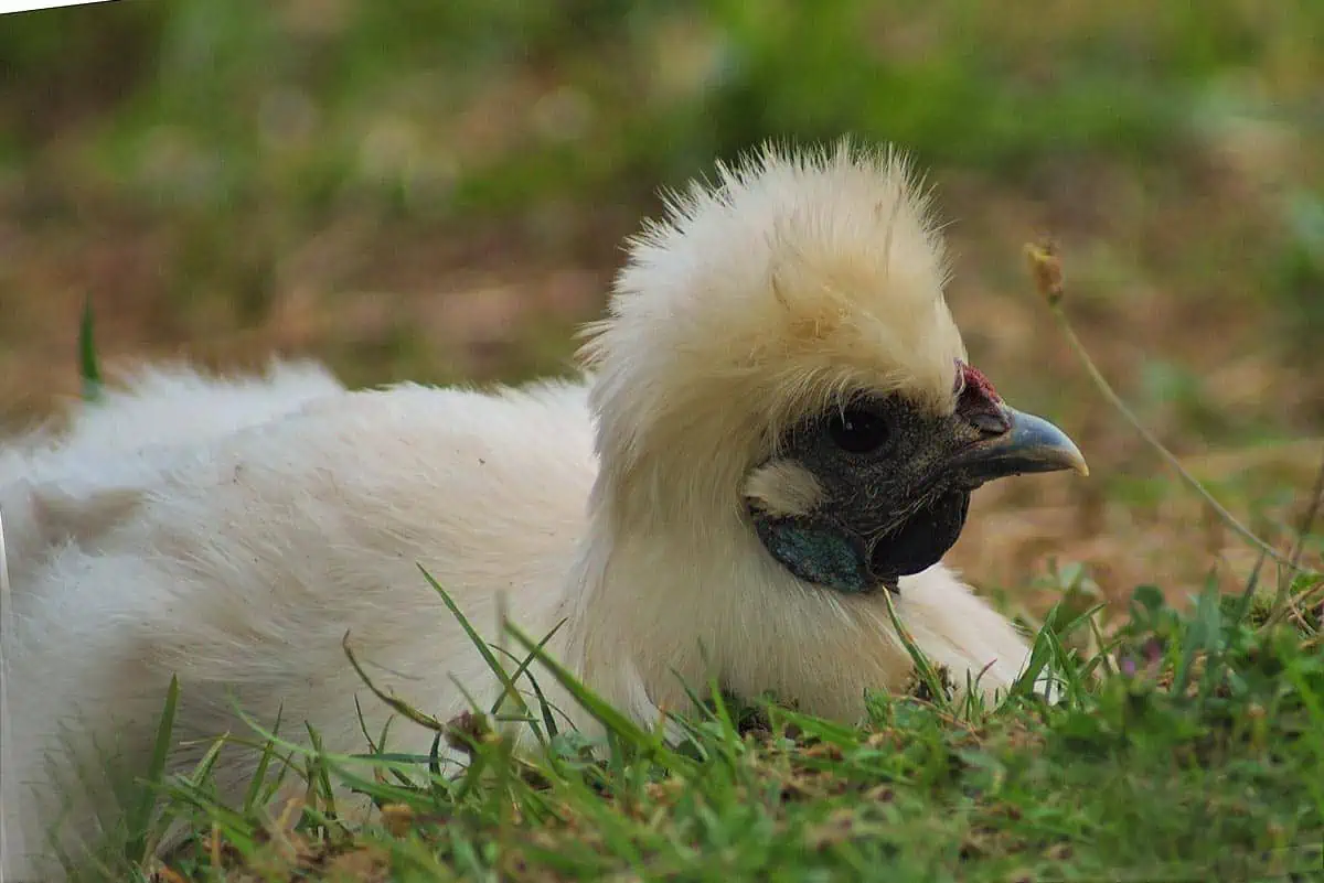La Poule soie est une petite poule au plumage souple